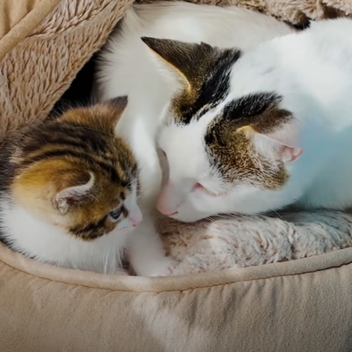 cat looking at a kitten