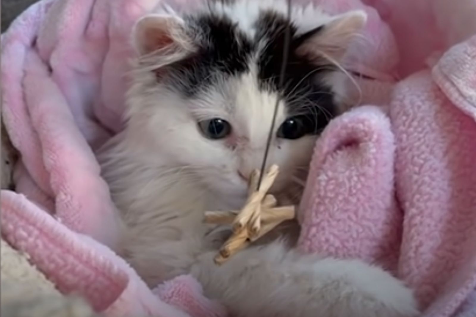 cat looking at a toy