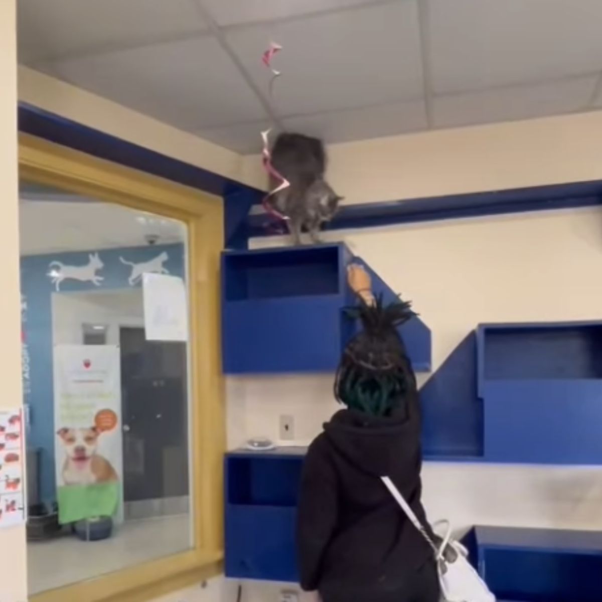 cat looking at a woman