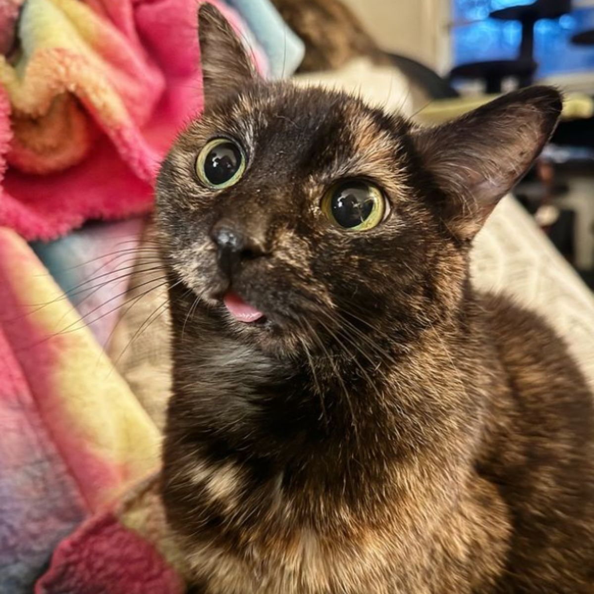 cat looking at something