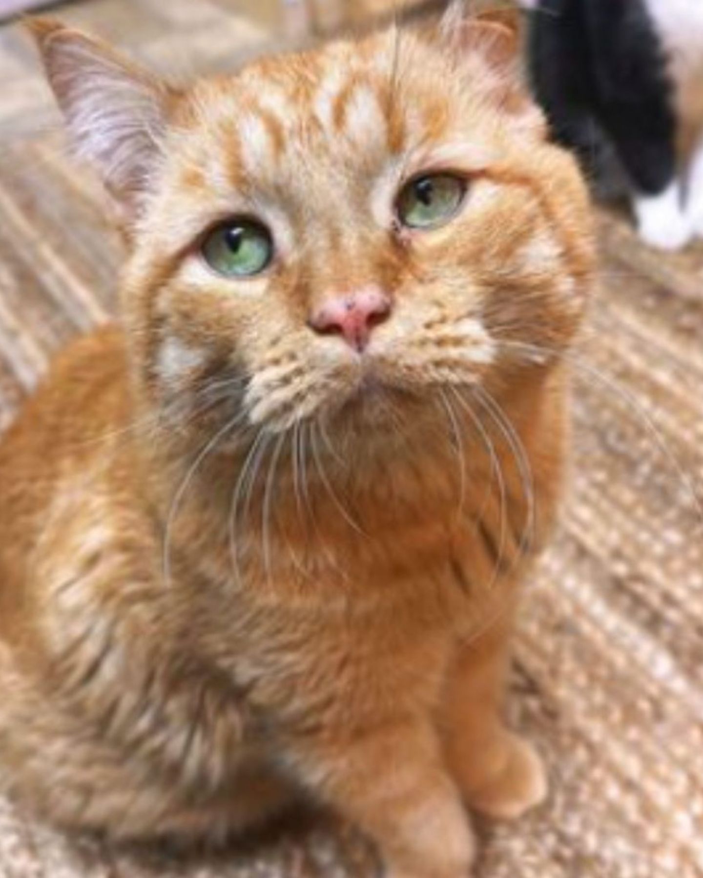 cat looking at the camera