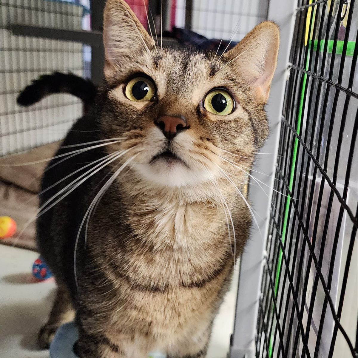 cat looking at the camera
