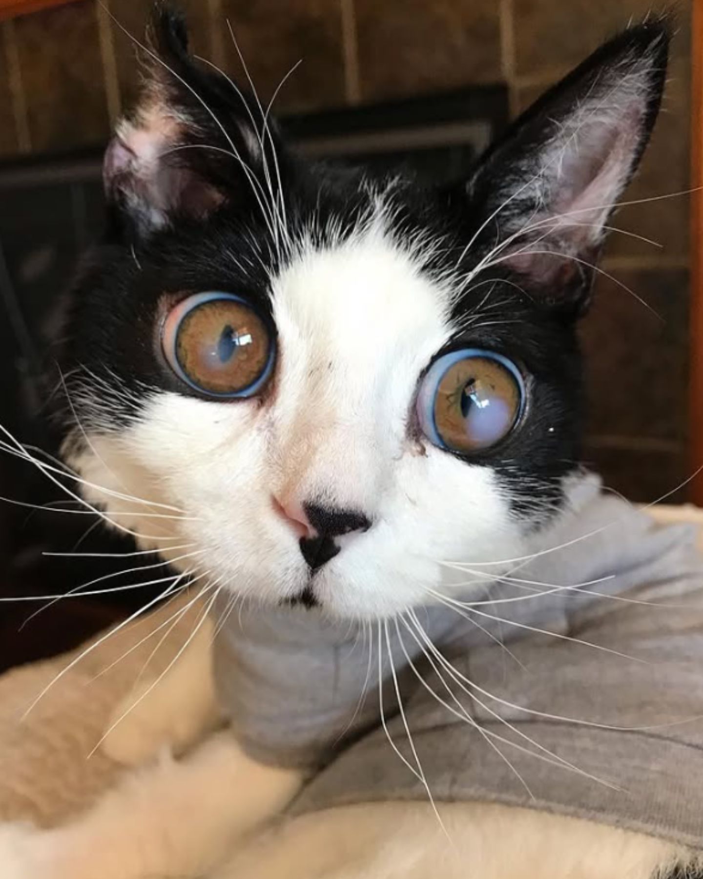 cat looking at the camera