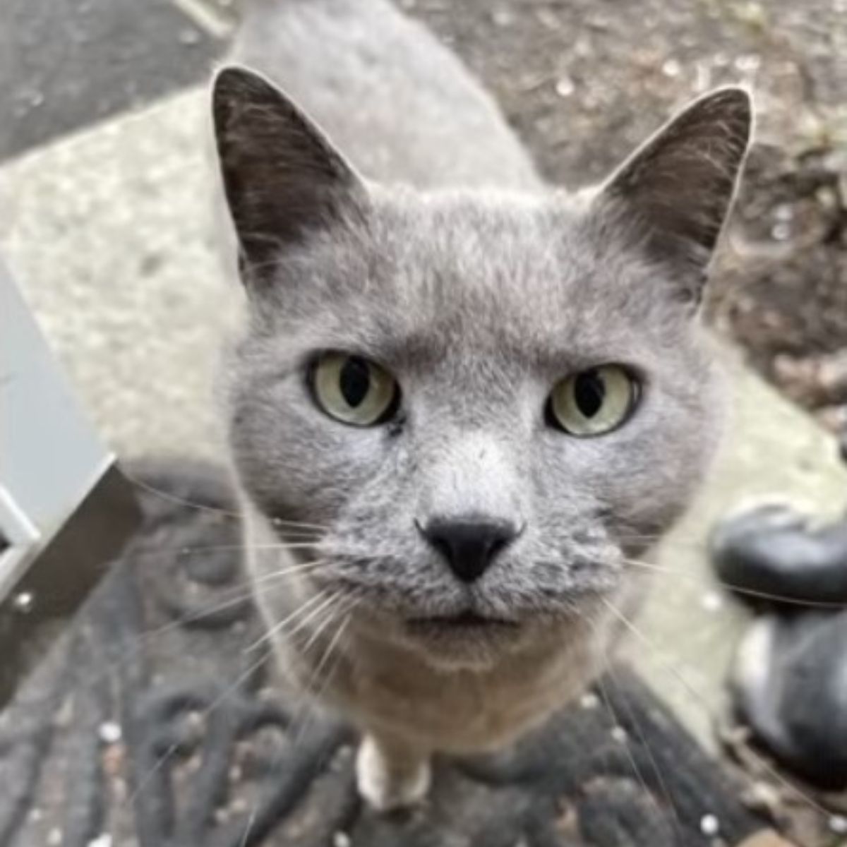 cat looking at the camera