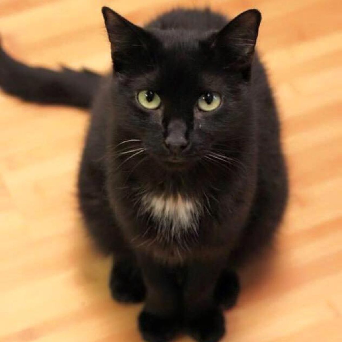 cat looking at the camera
