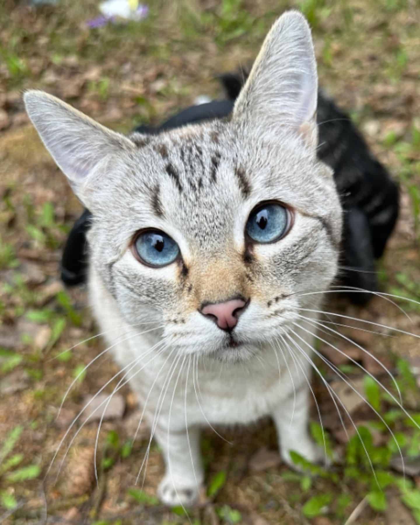 cat looking at the camera