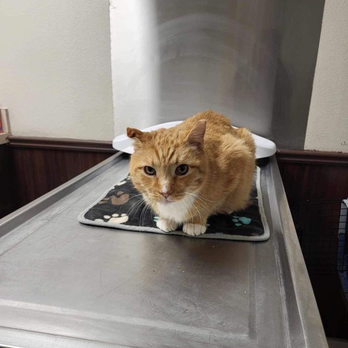 cat looking at the camera