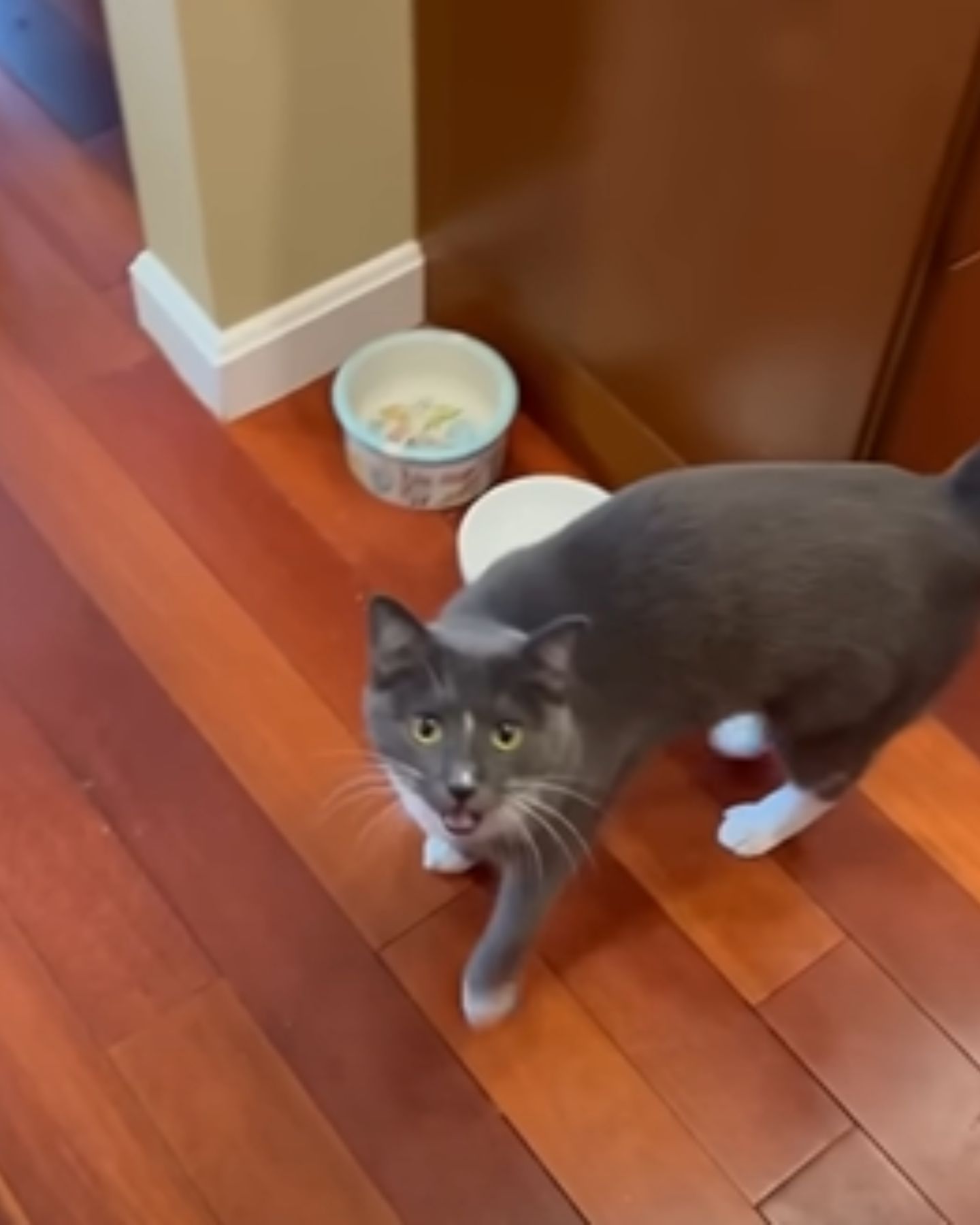 cat looking at the camera