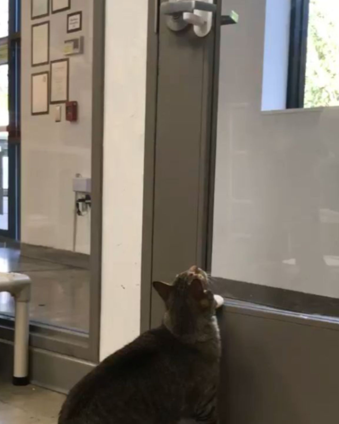 cat looking at the door knob