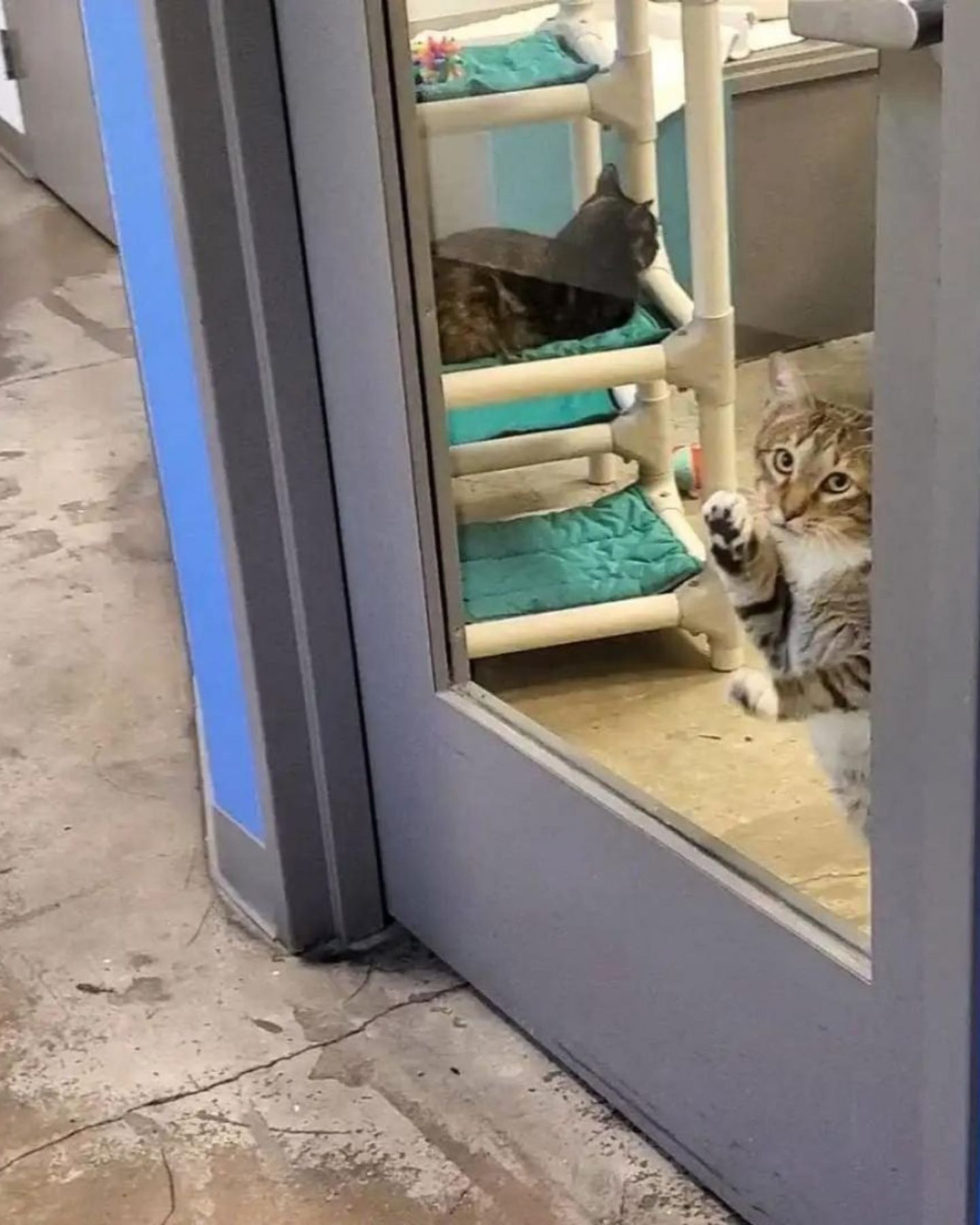 cat looking through glass door