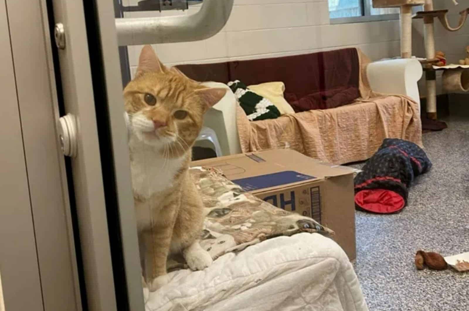 cat looking through glass door