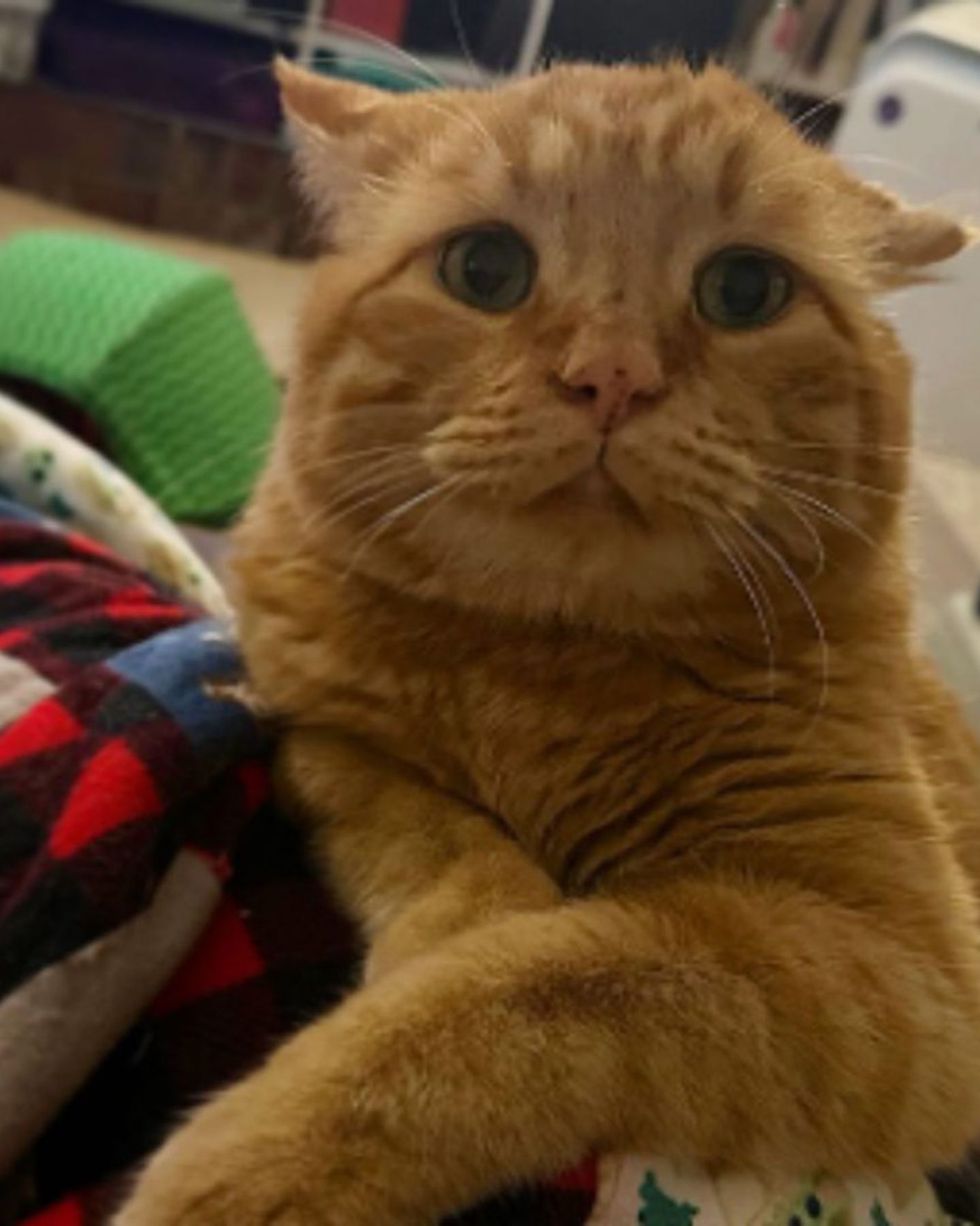 cat lying