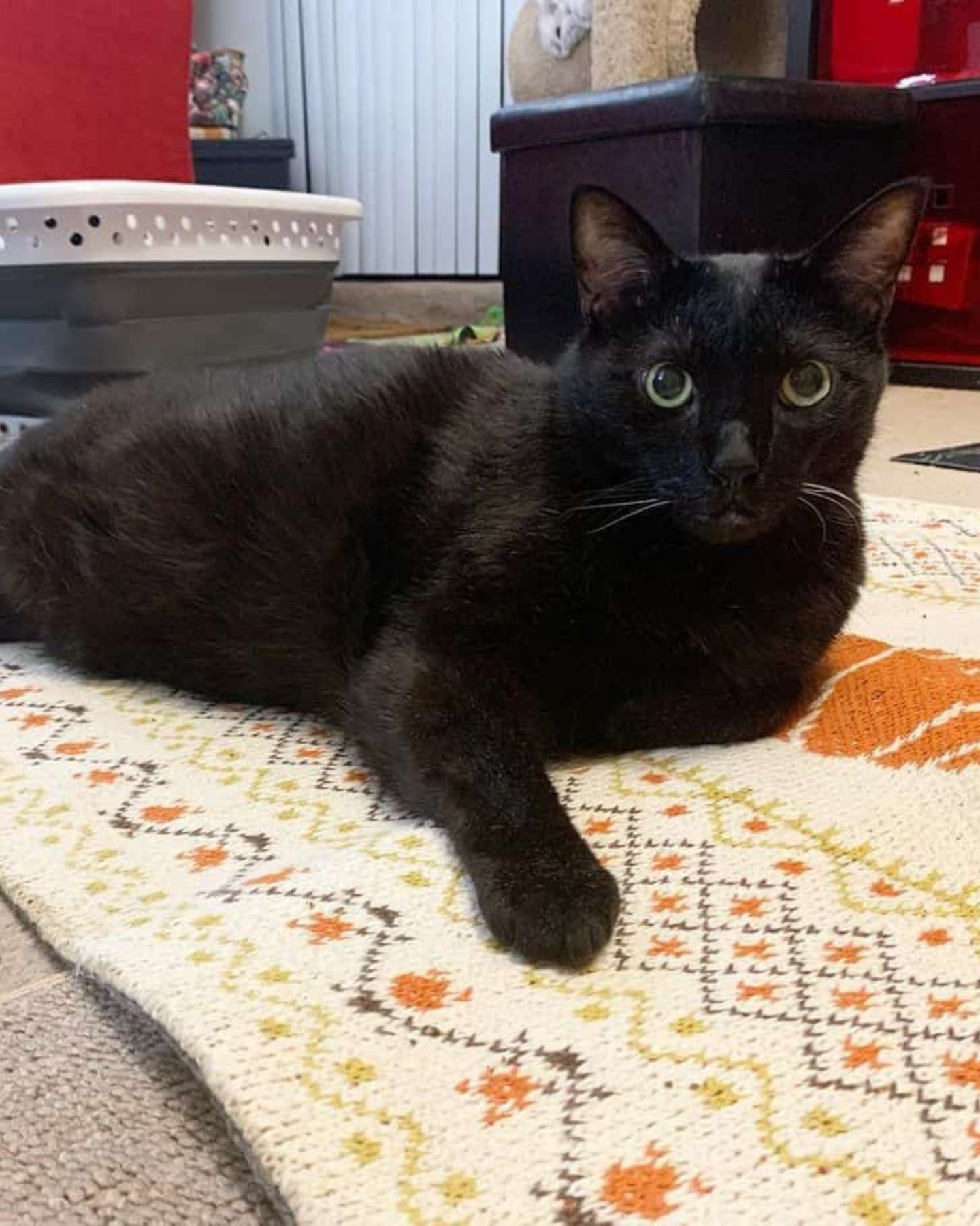 cat lying