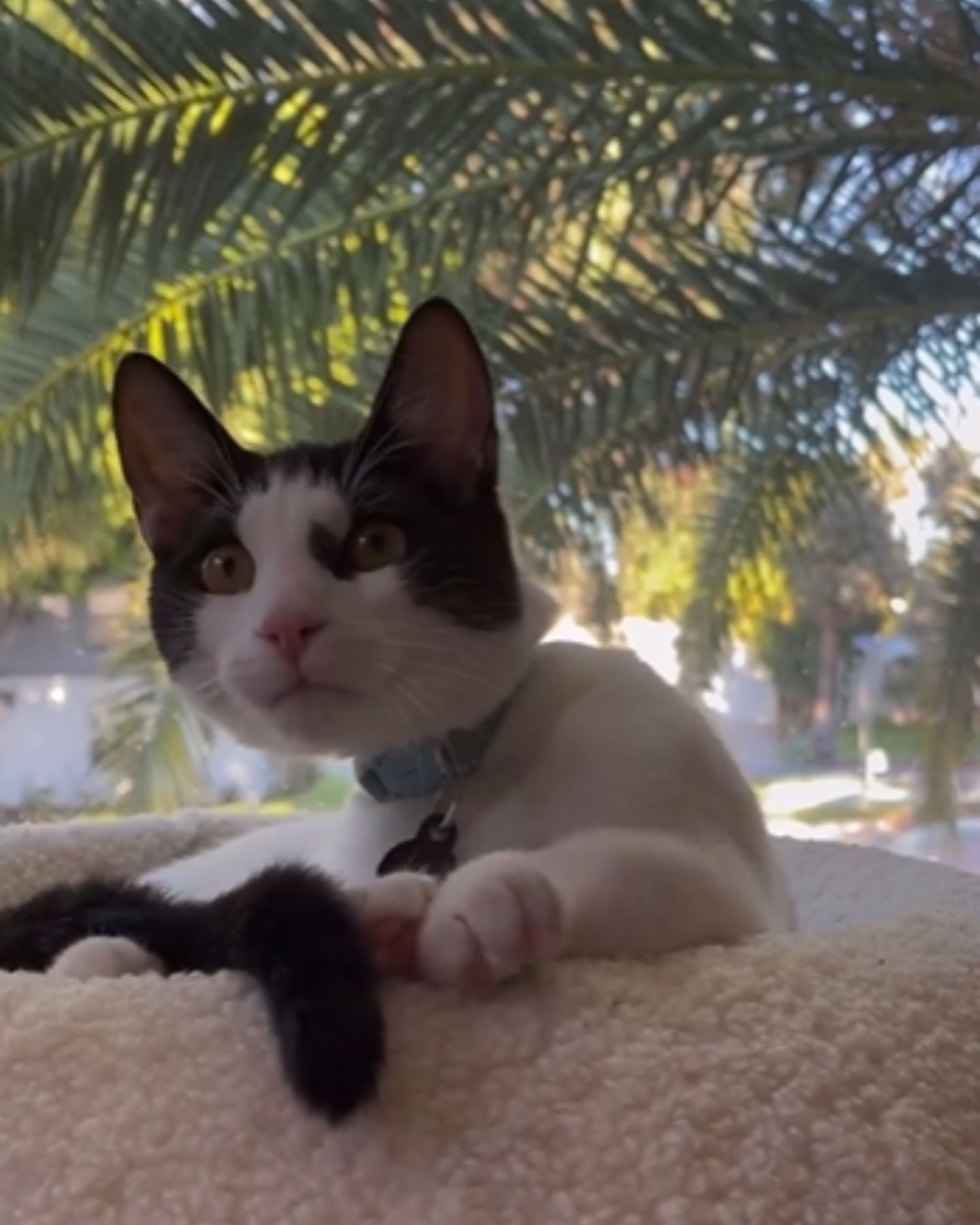 cat lying by the window