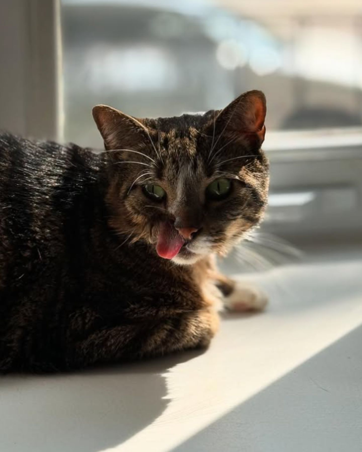 cat lying by the window