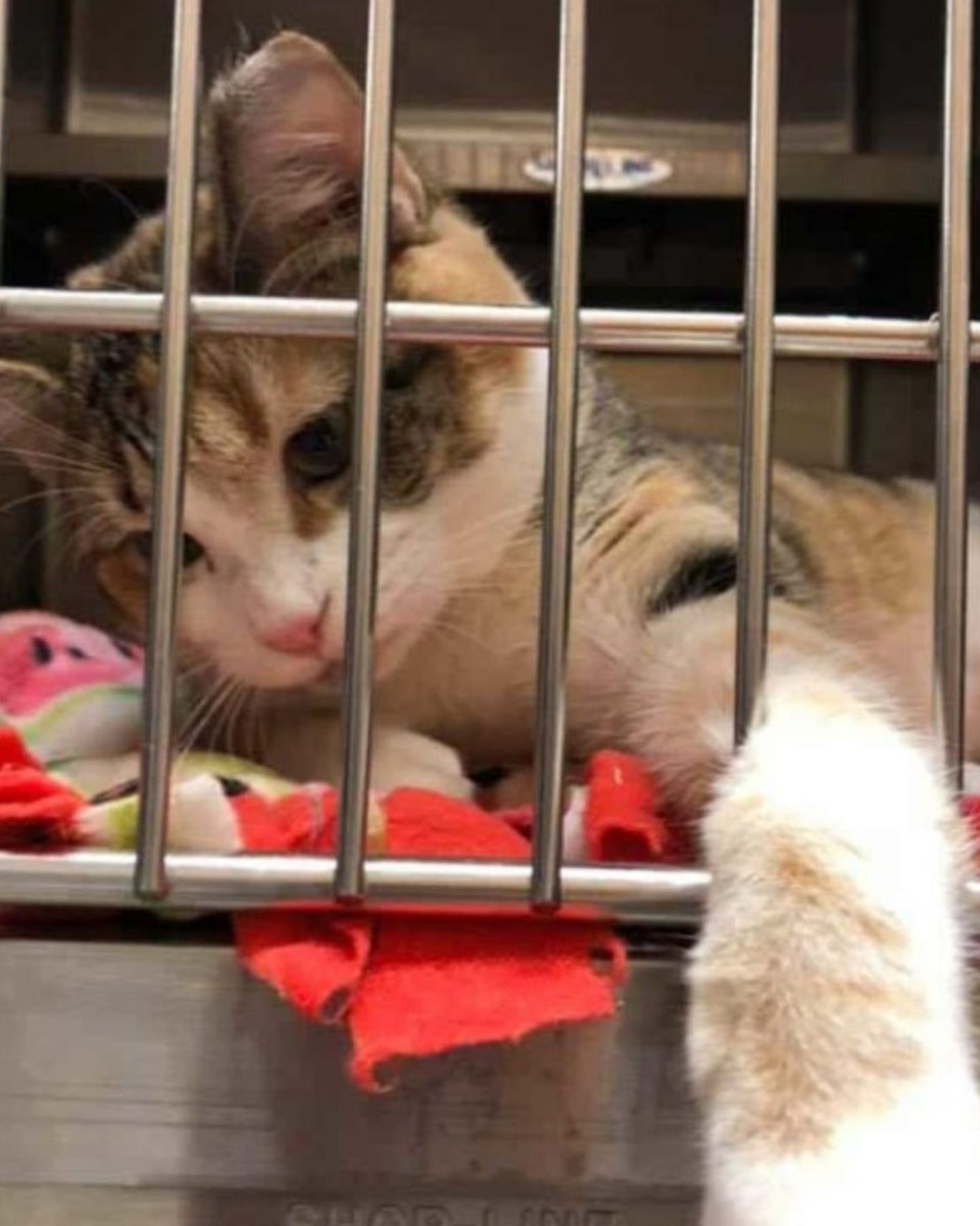 cat lying in a kennel