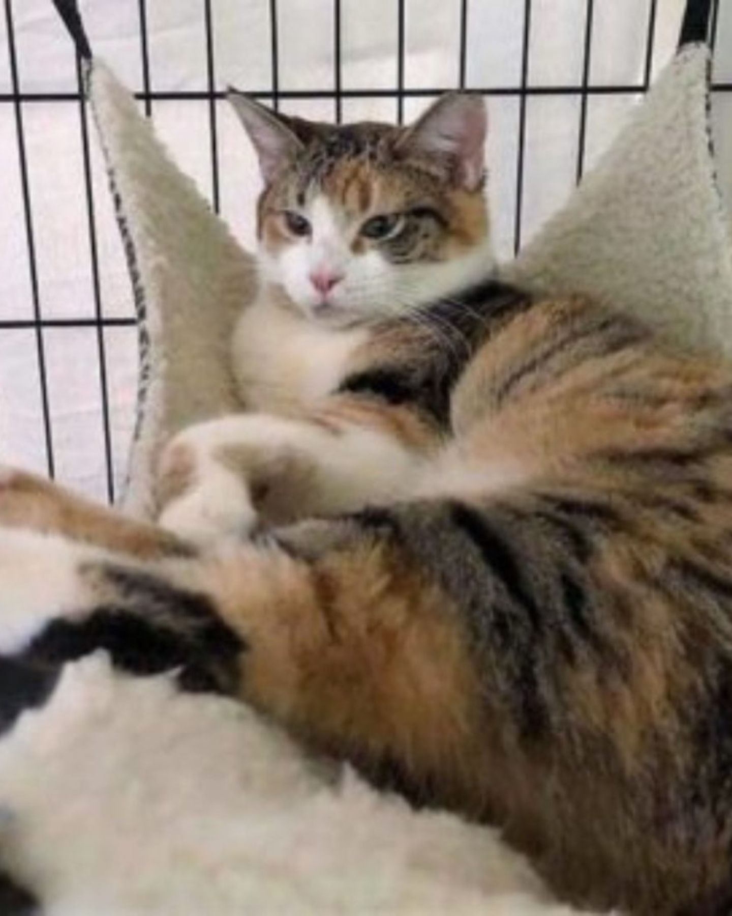 cat lying in a swing