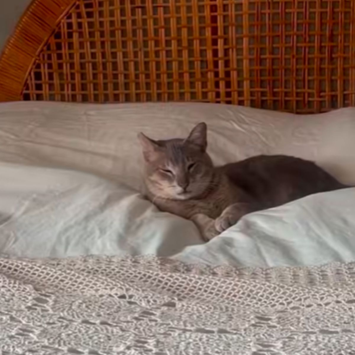 cat lying in bed