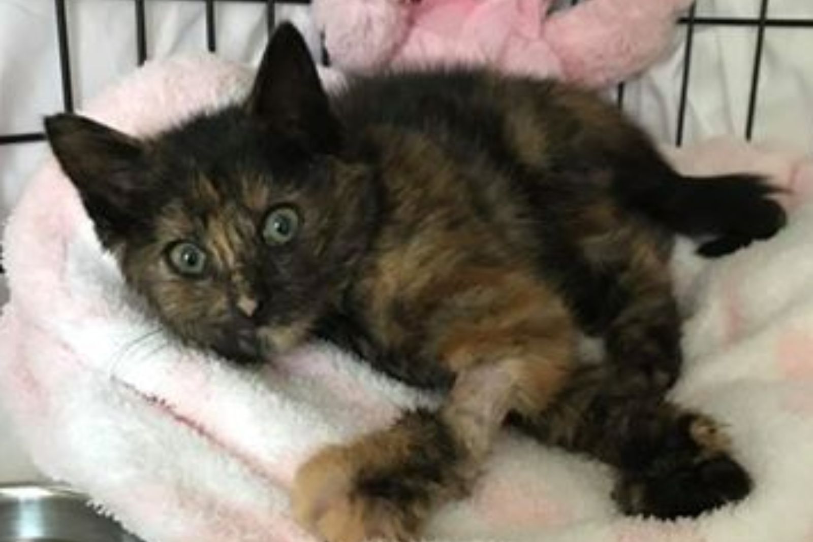 cat lying in kennel