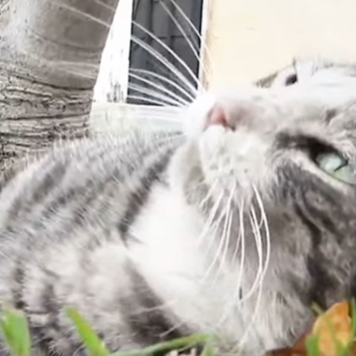 cat lying in the grass