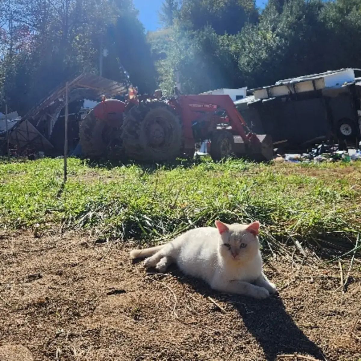 cat lying in the sunshine