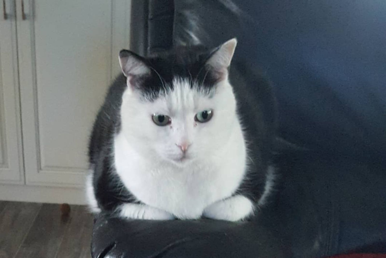 cat lying indoors
