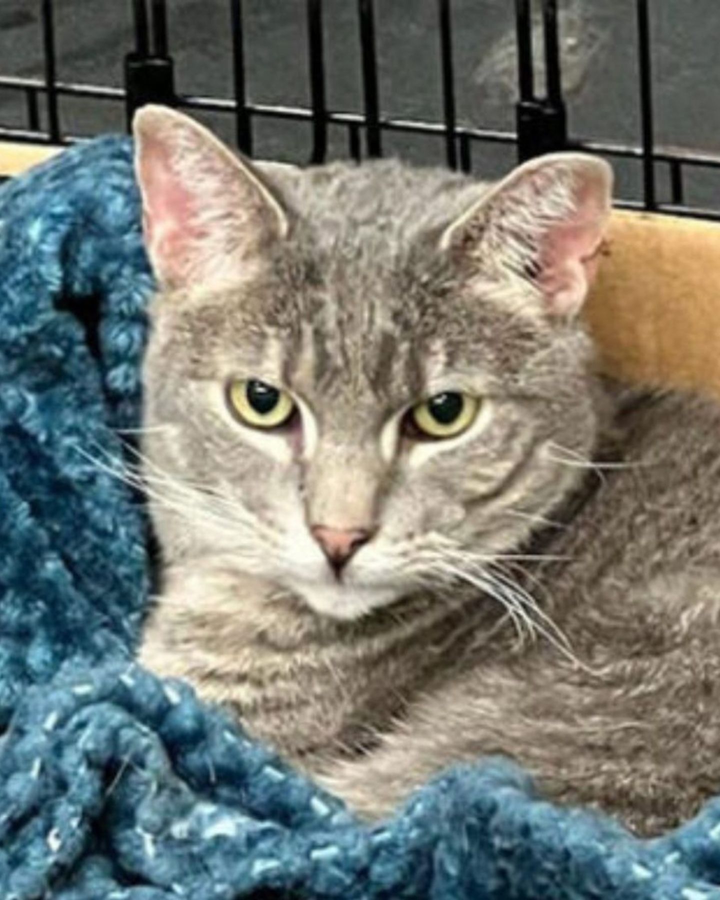 cat lying on a blue blanket