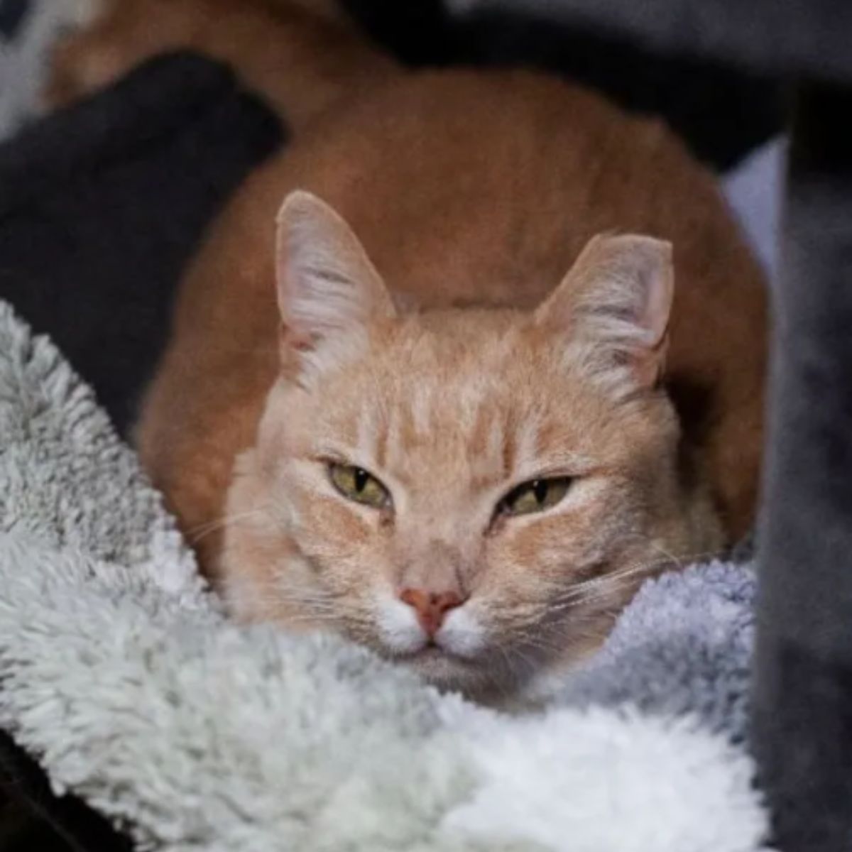 cat lying on a soft blanket
