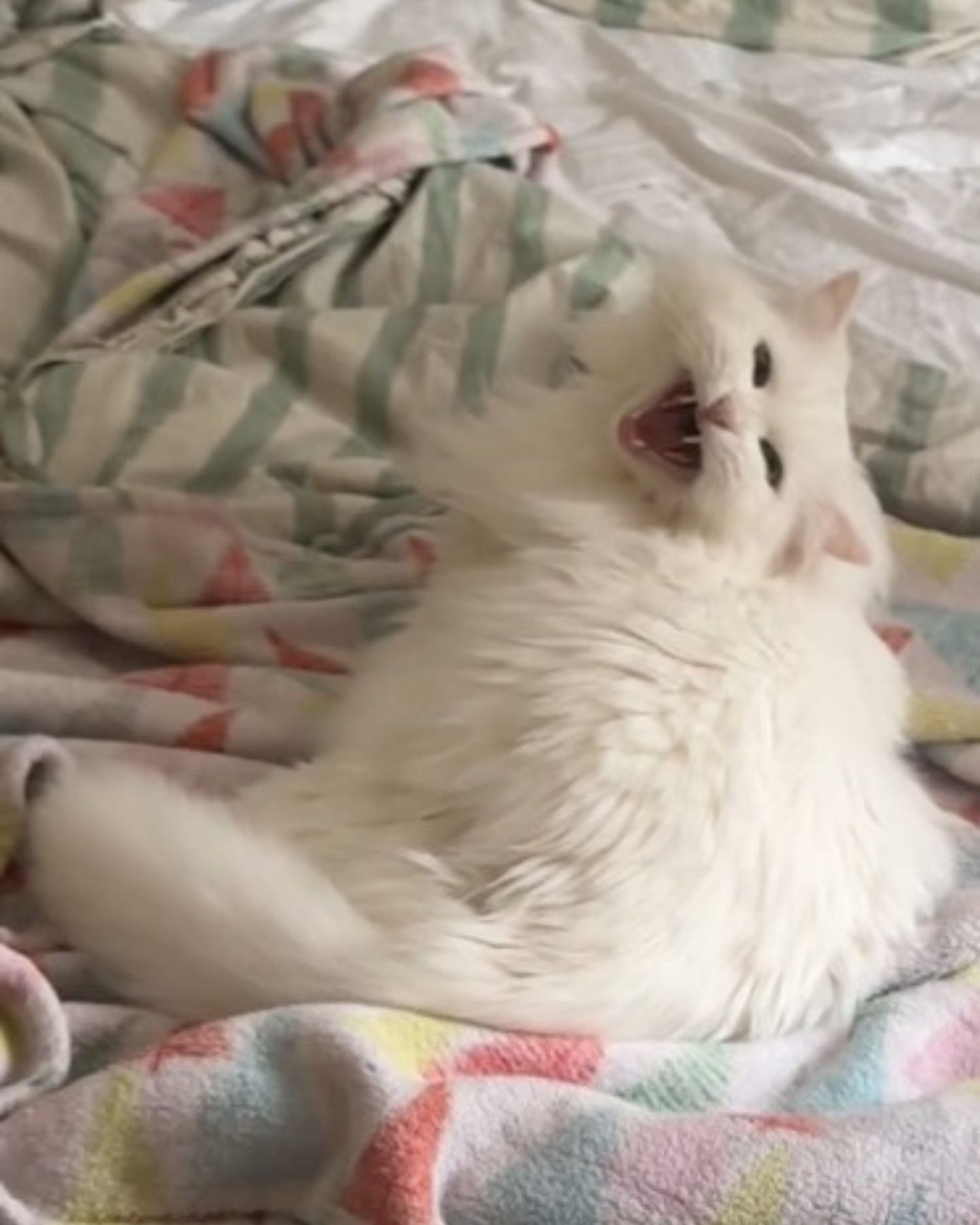 cat lying on bed