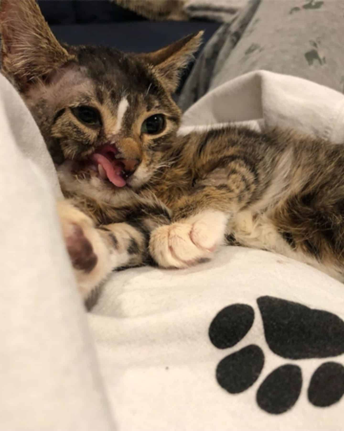 cat lying on blanket