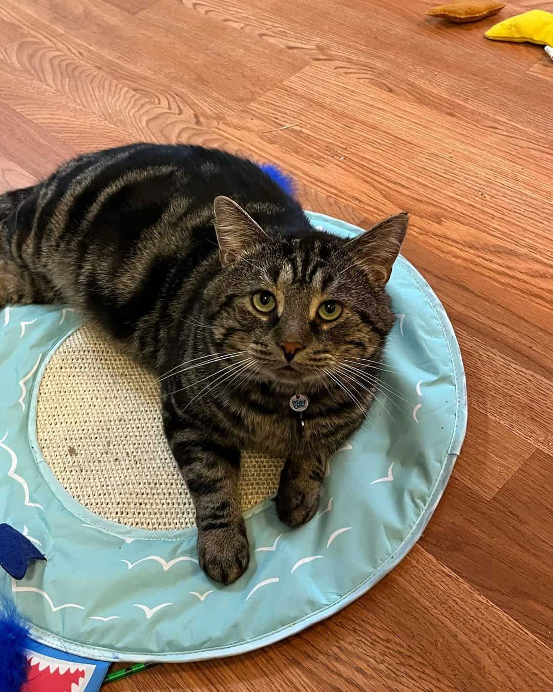 cat lying on blue mat