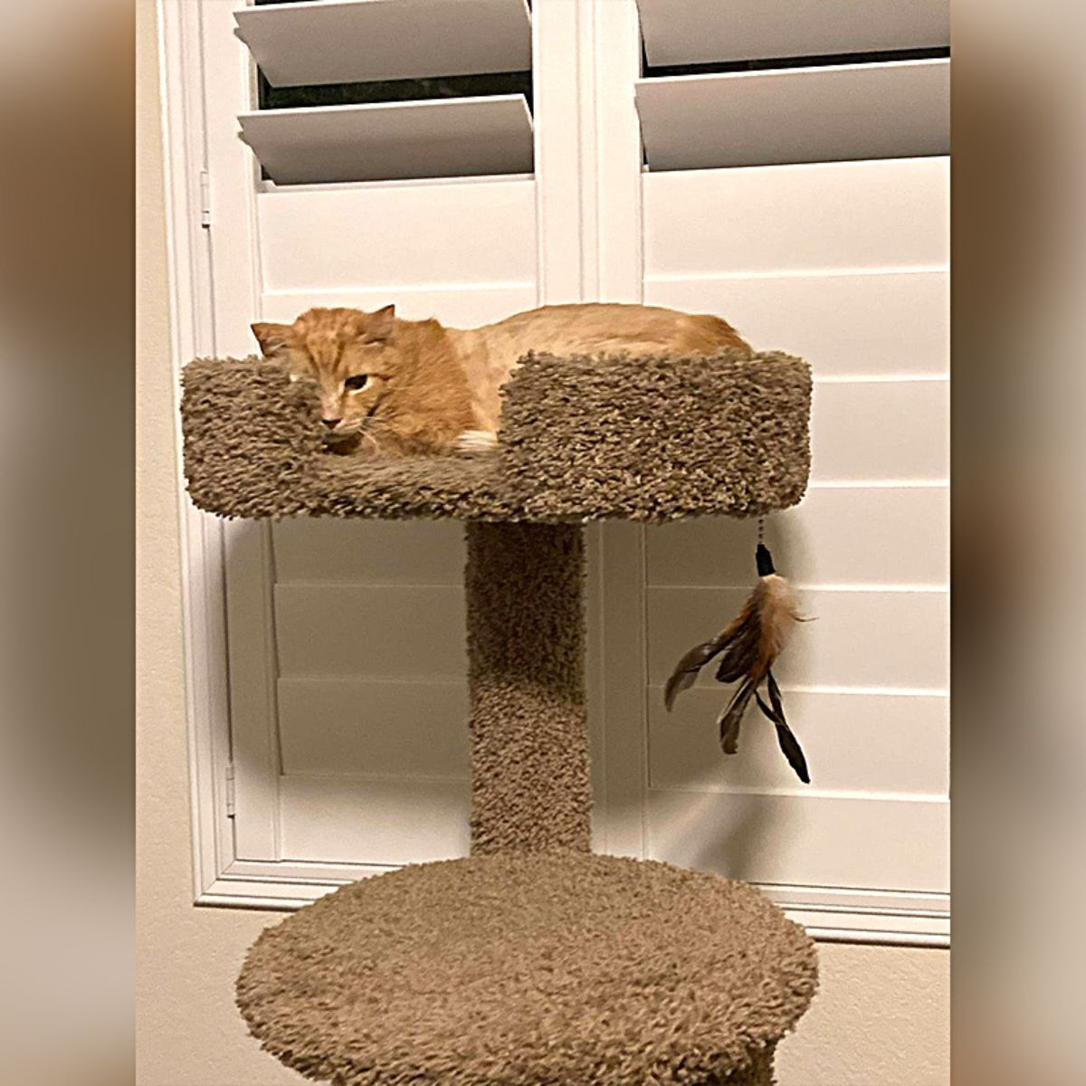 cat lying on cat tree