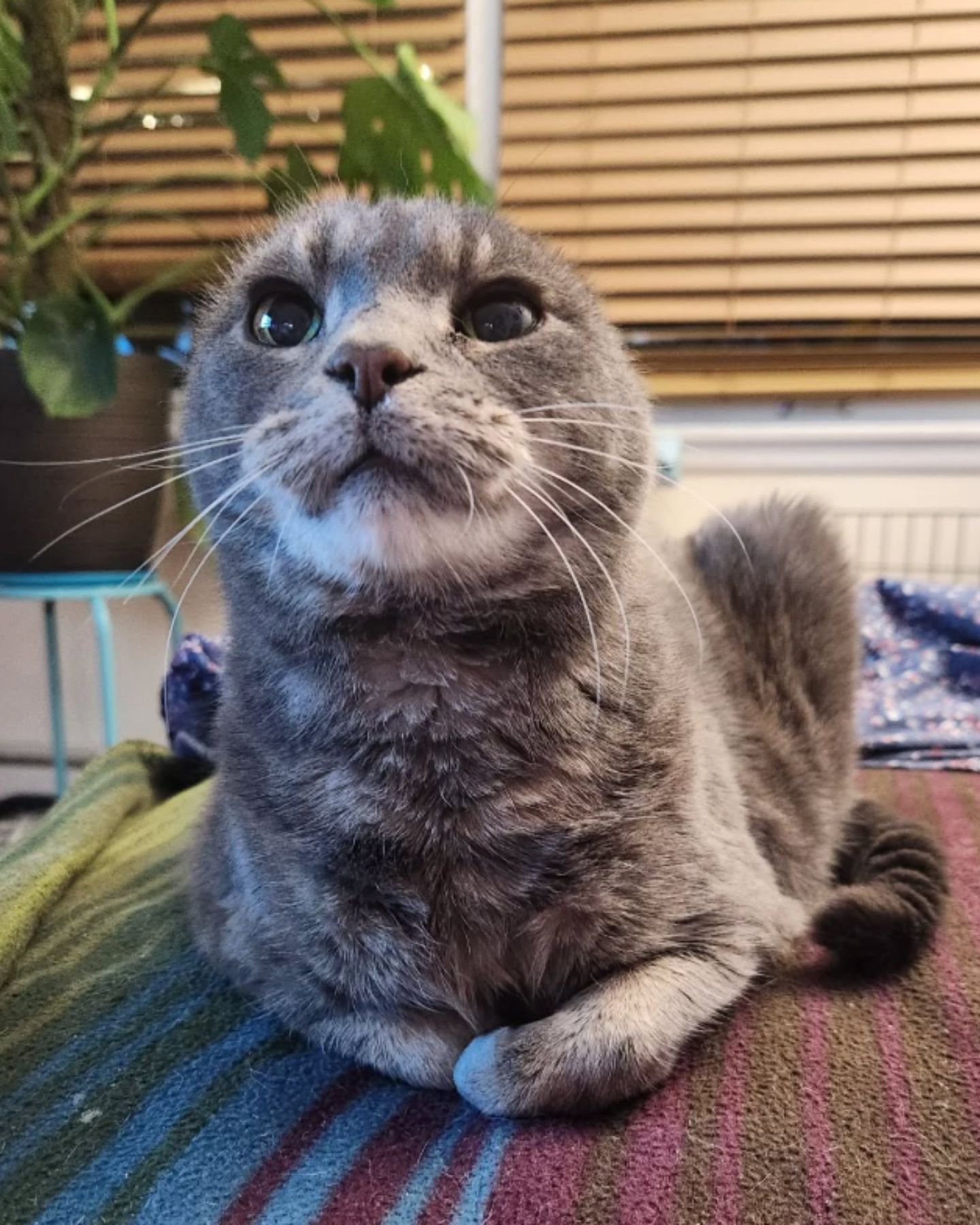 cat lying on couch