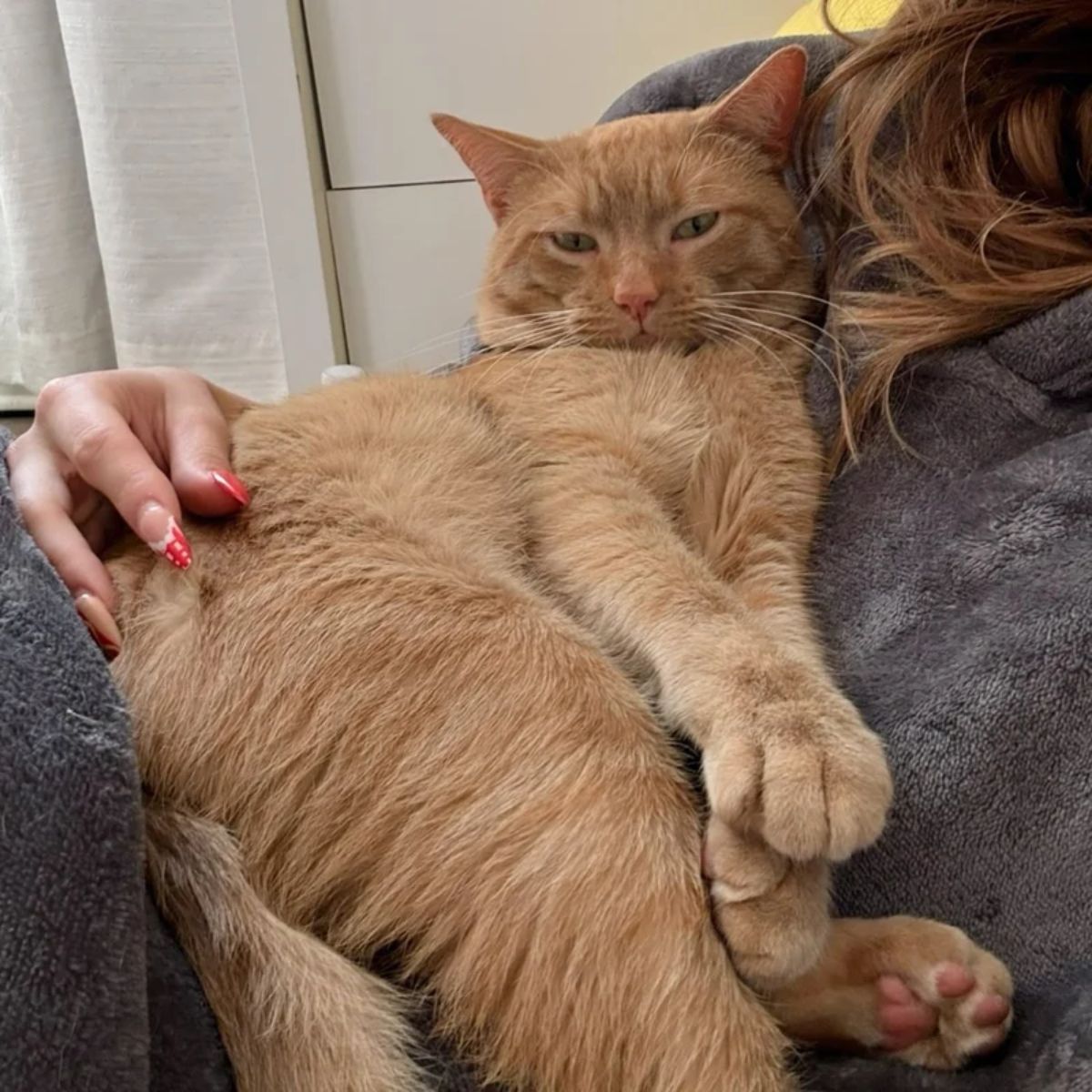 cat lying on female