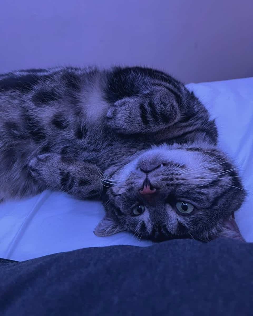 cat lying on its back