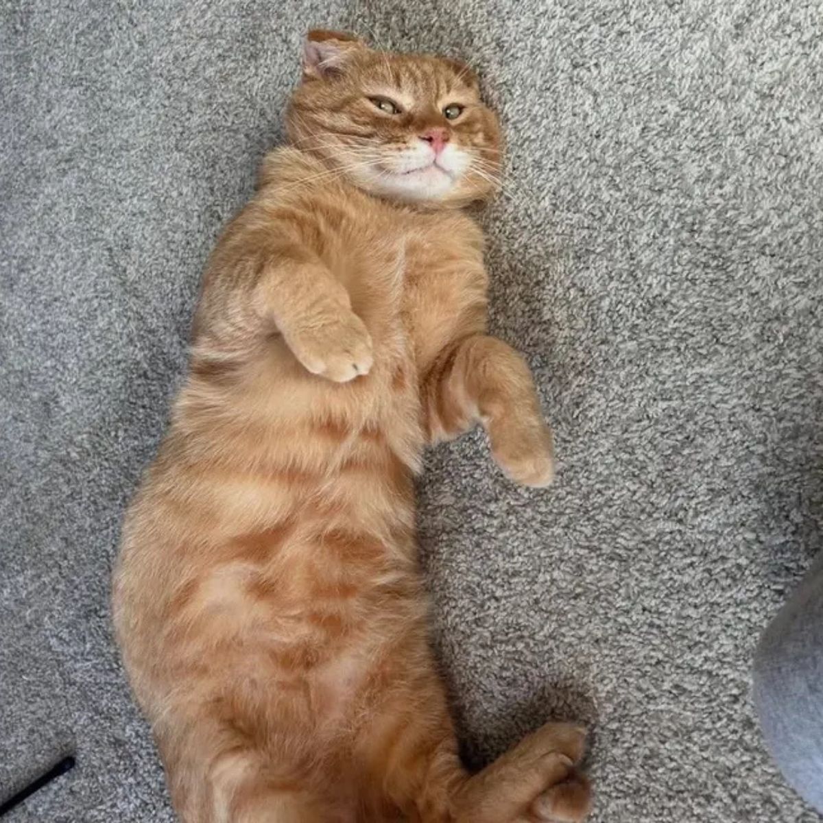cat lying on its back