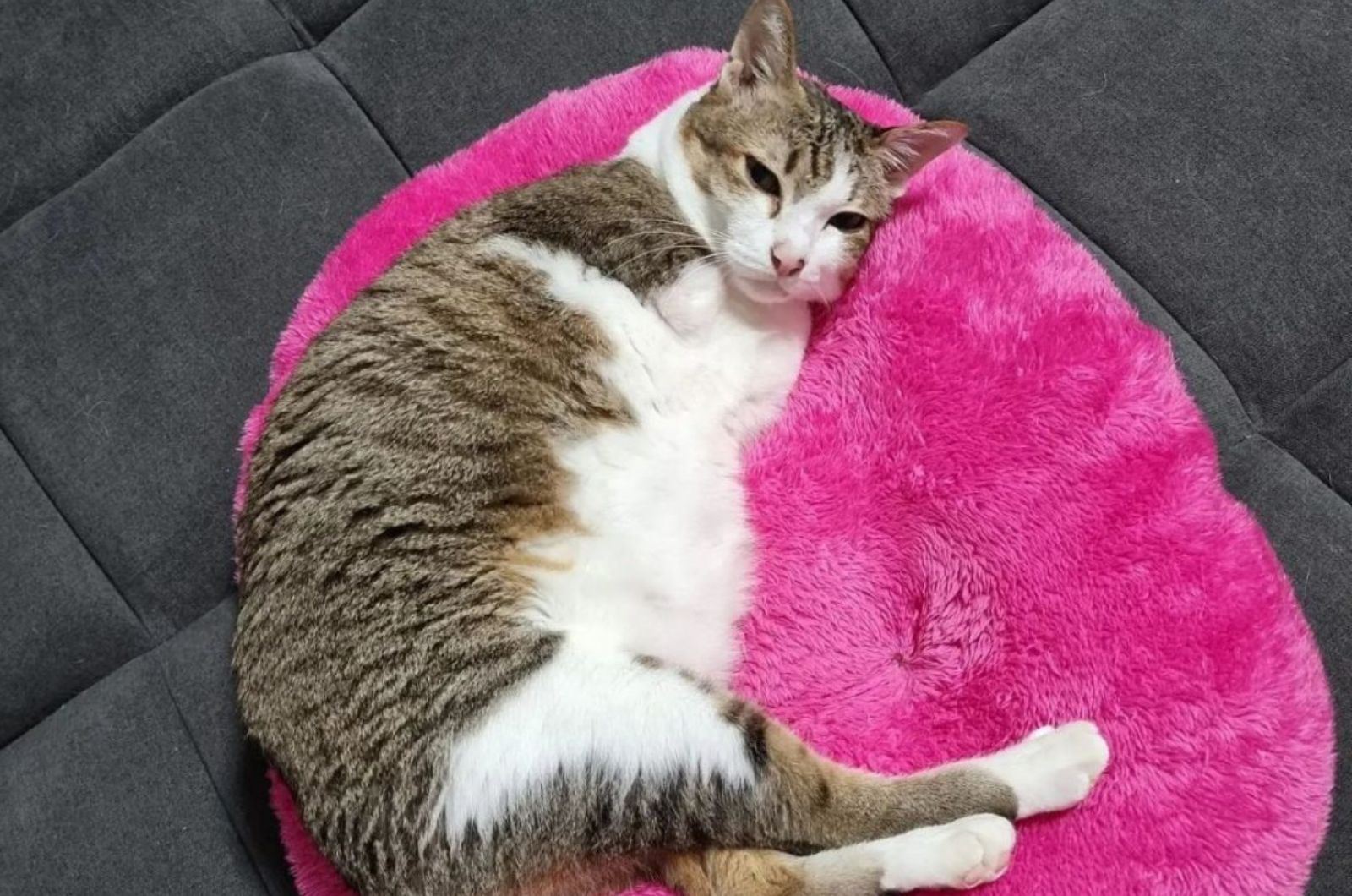 cat lying on pink pillow