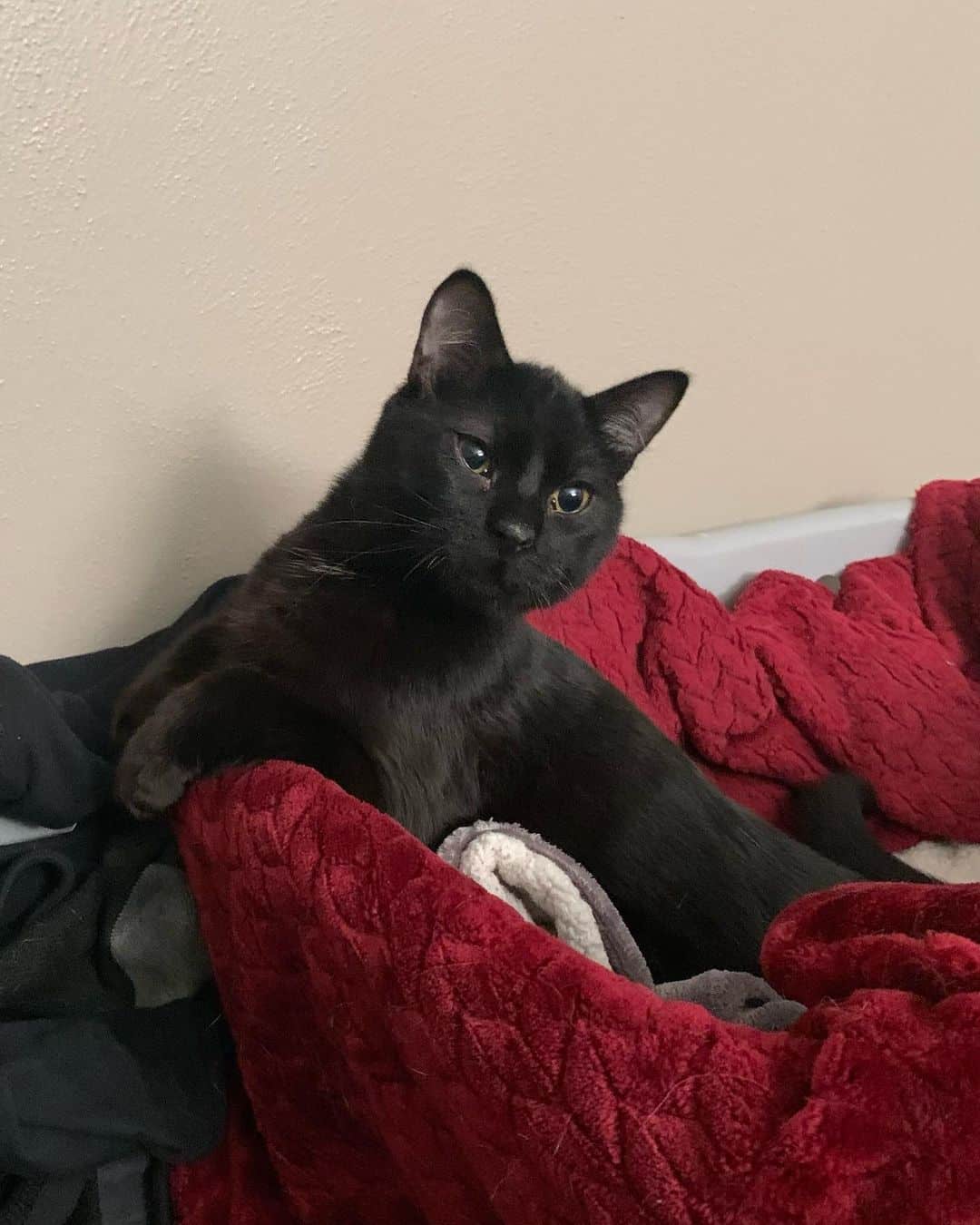cat lying on red blanket