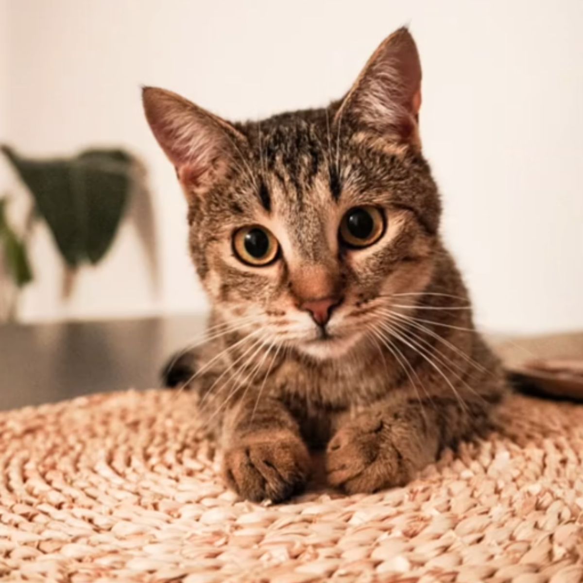 cat lying on the floor