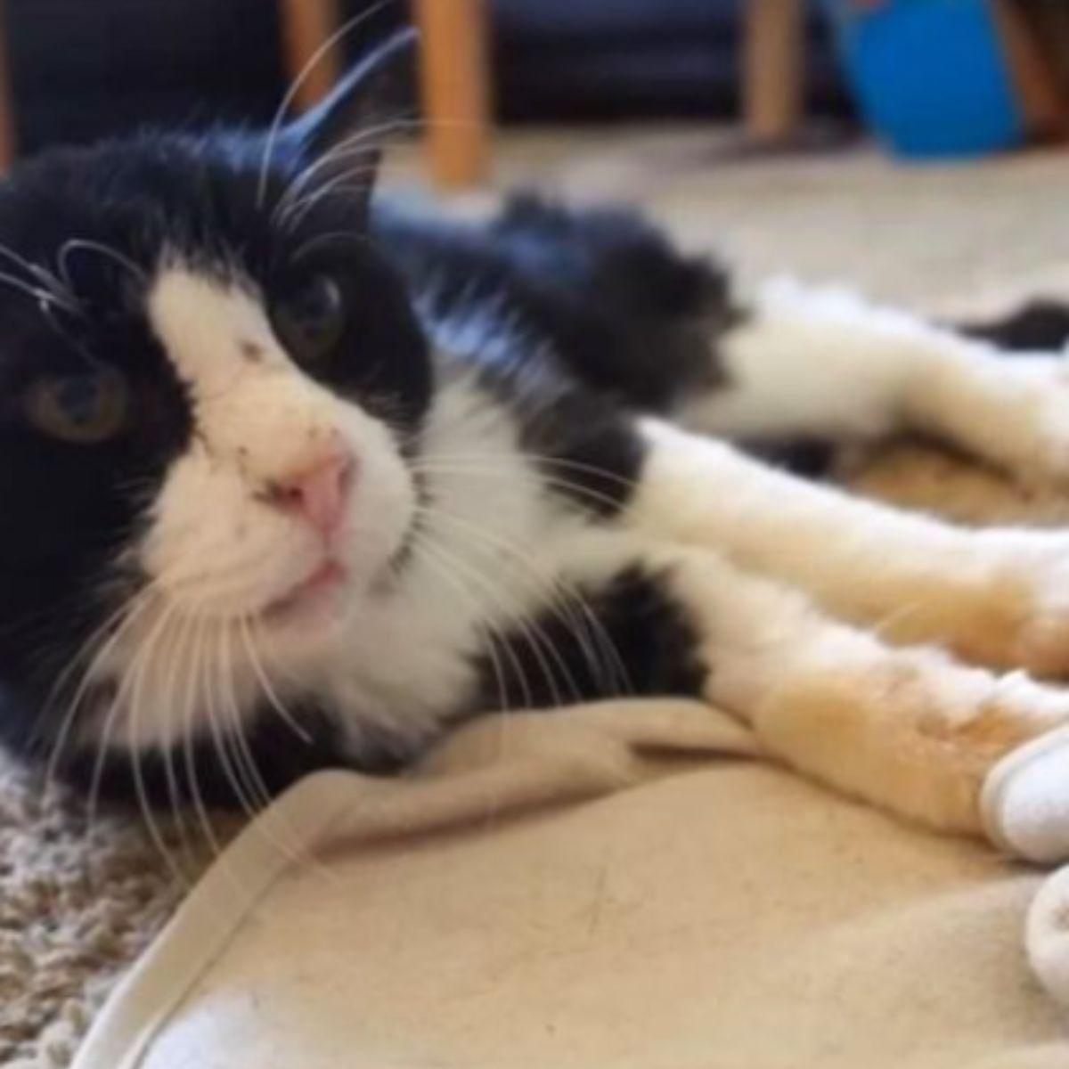 cat lying on the floor