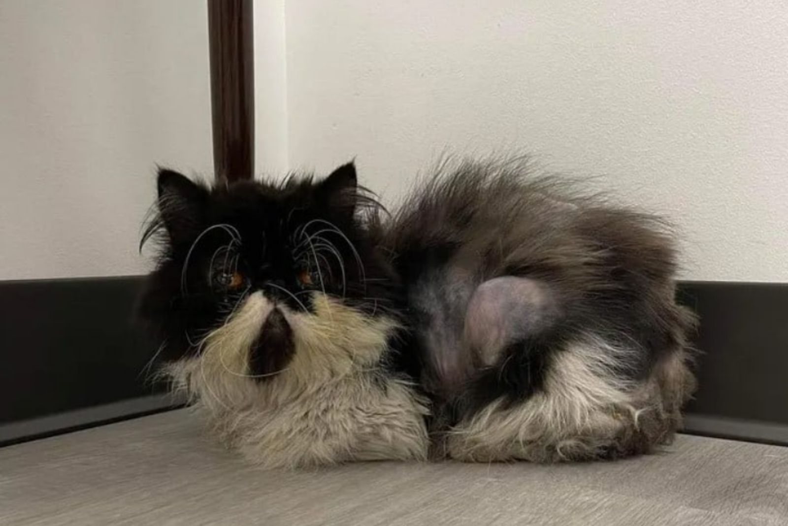 cat lying on the floor