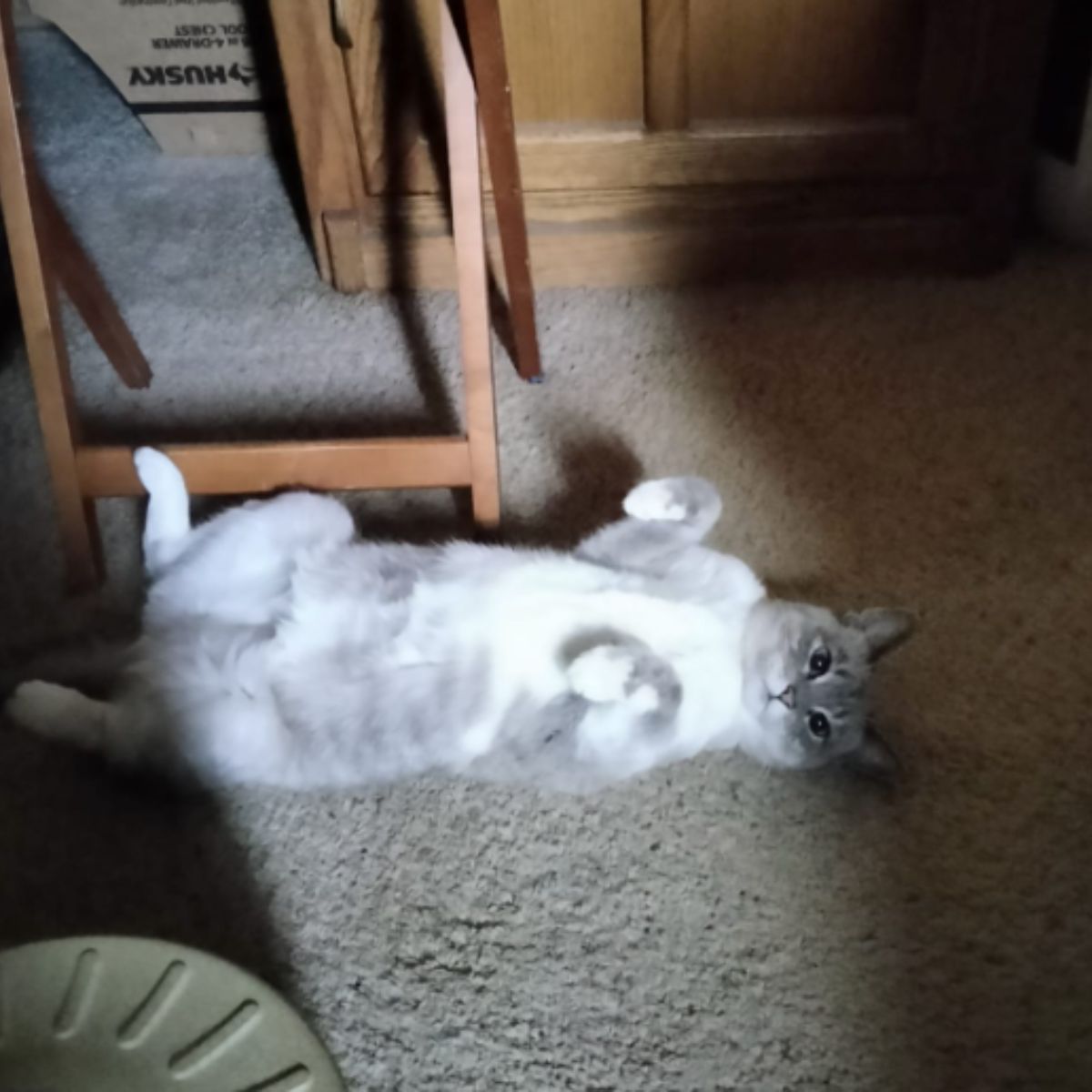 cat lying on the floor