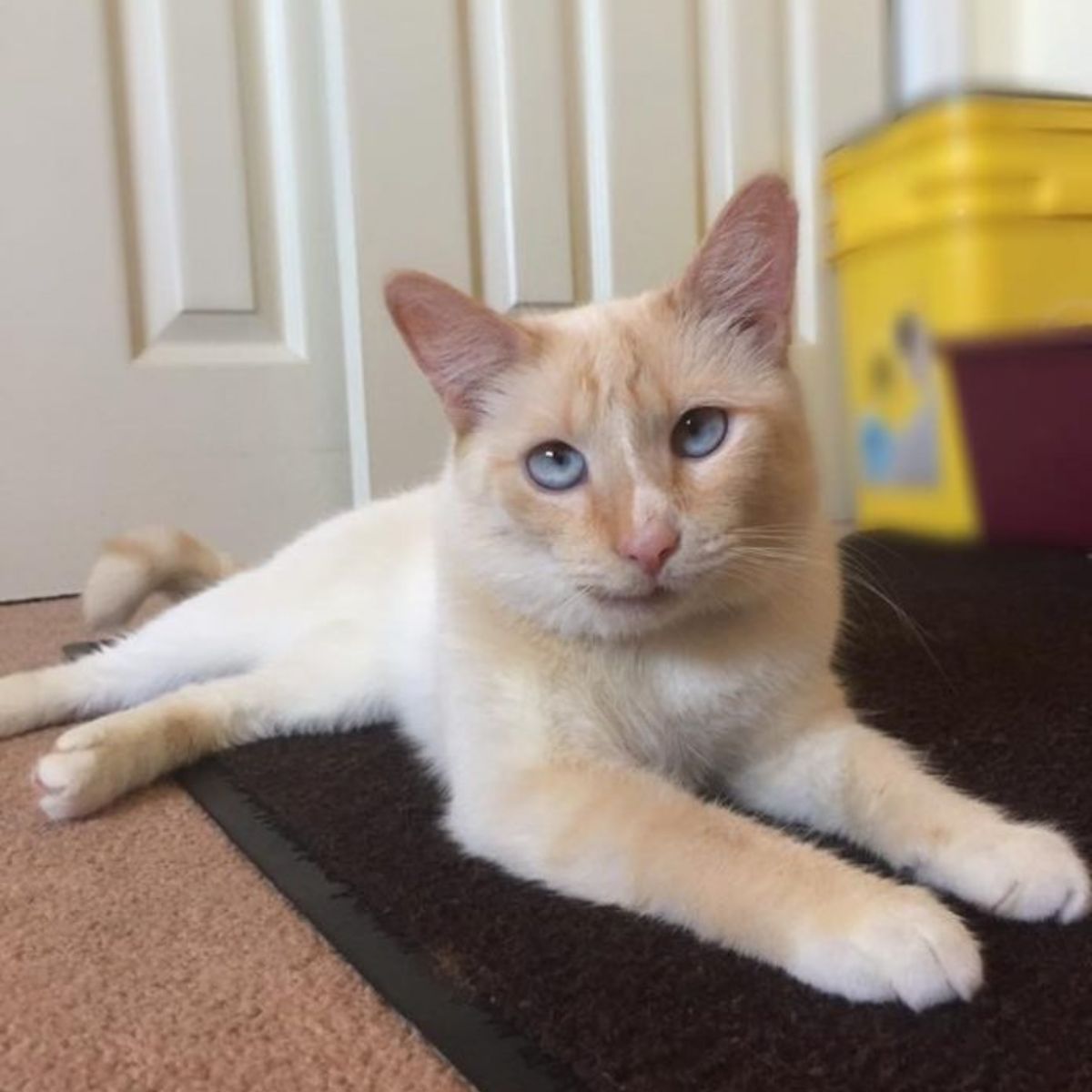 cat lying on the floor