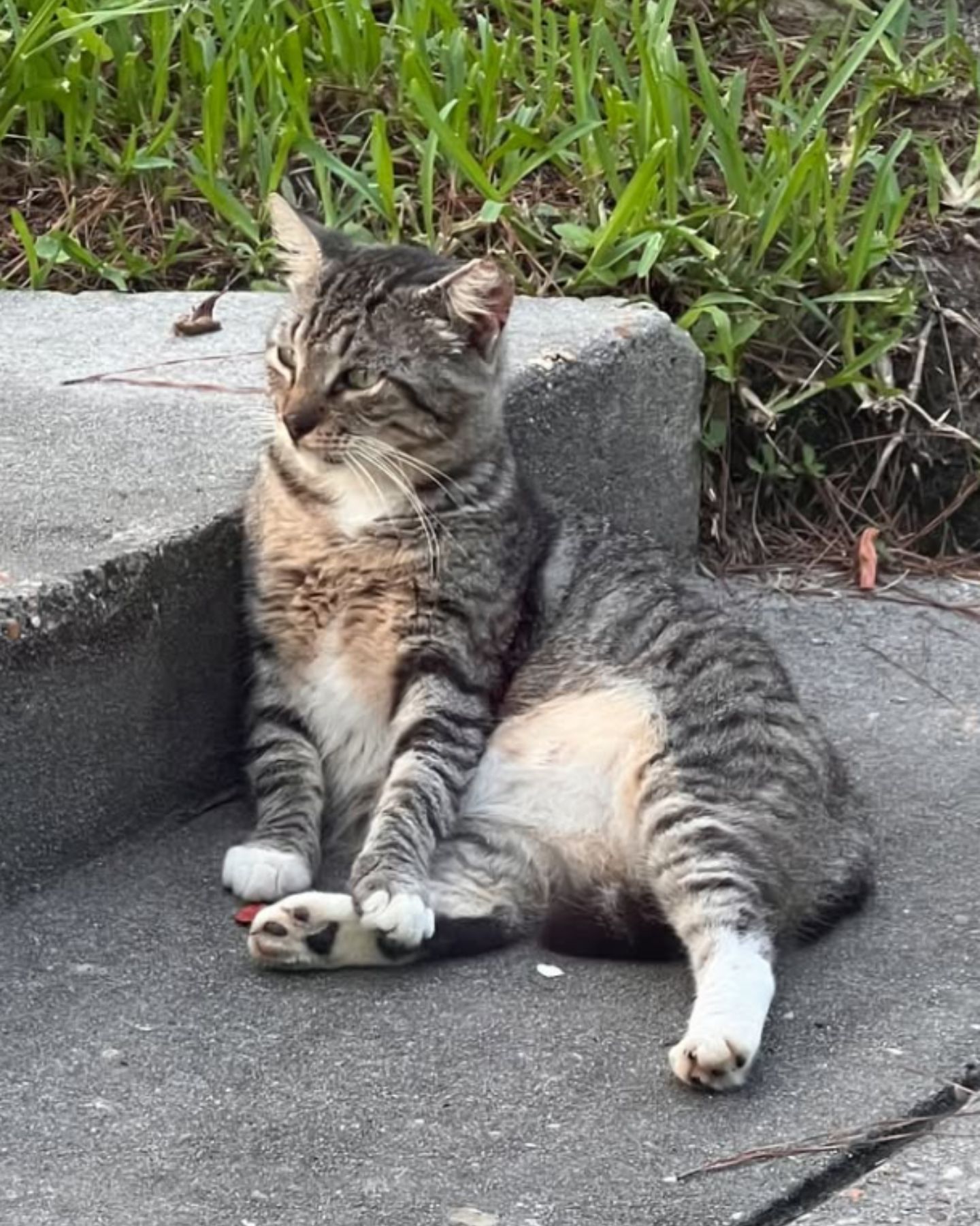 cat lying on the step