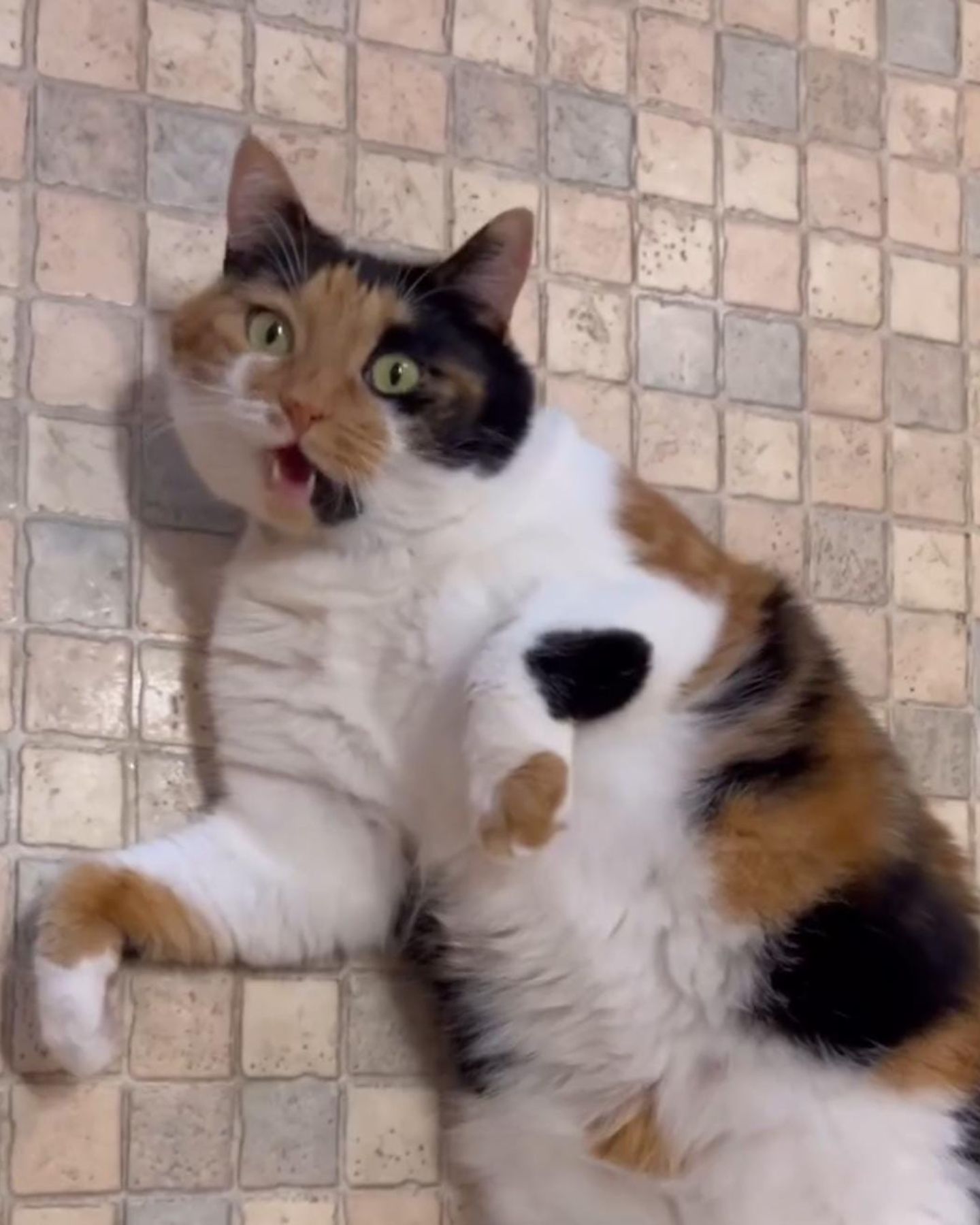 cat lying on tile