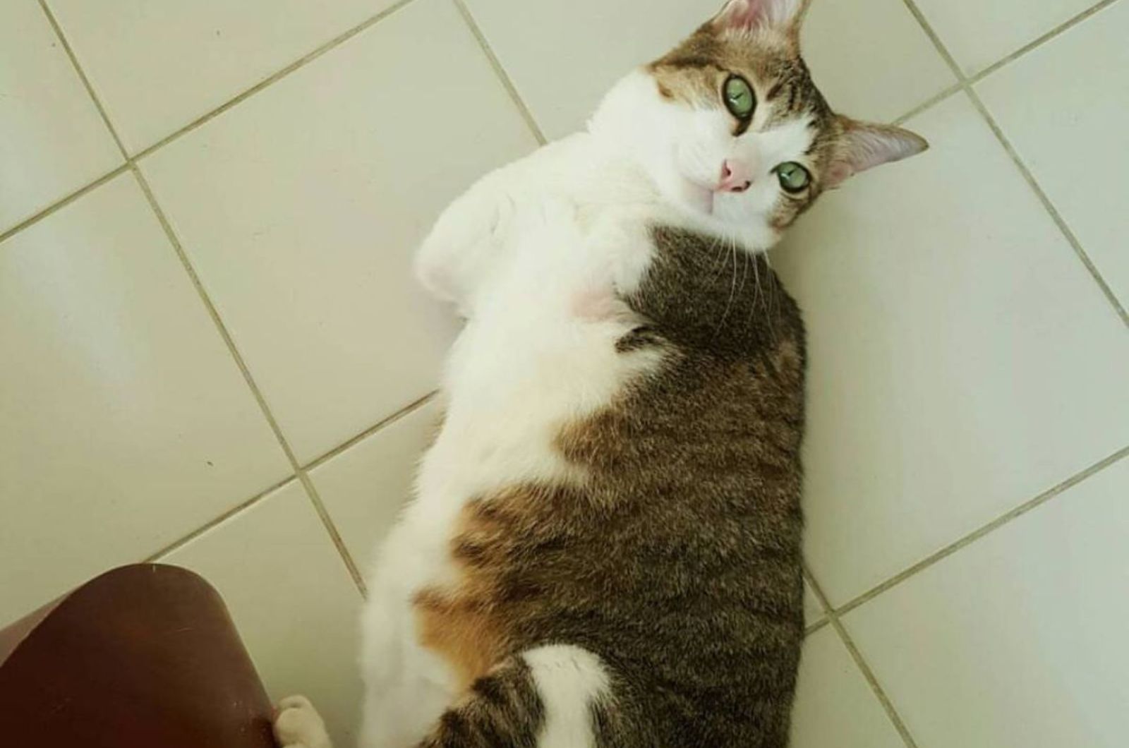 cat lying on tiles