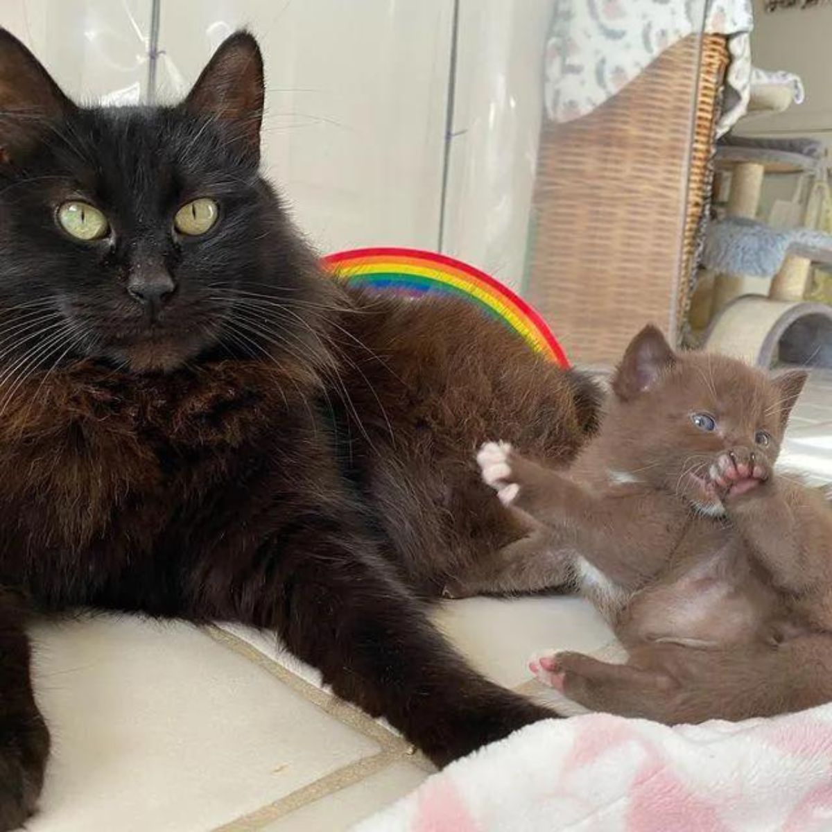 cat lying with a kitten