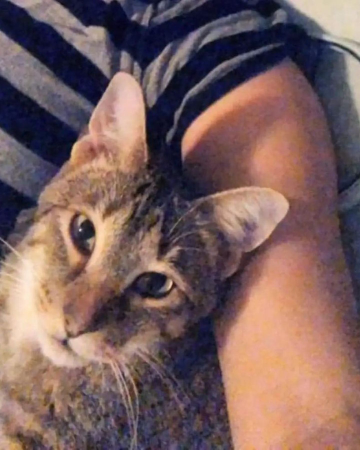 cat lying with a person