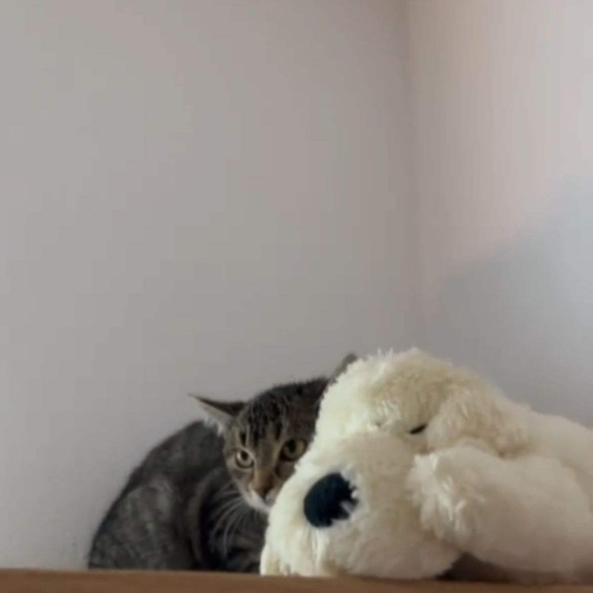 cat lying with a stuffed animal