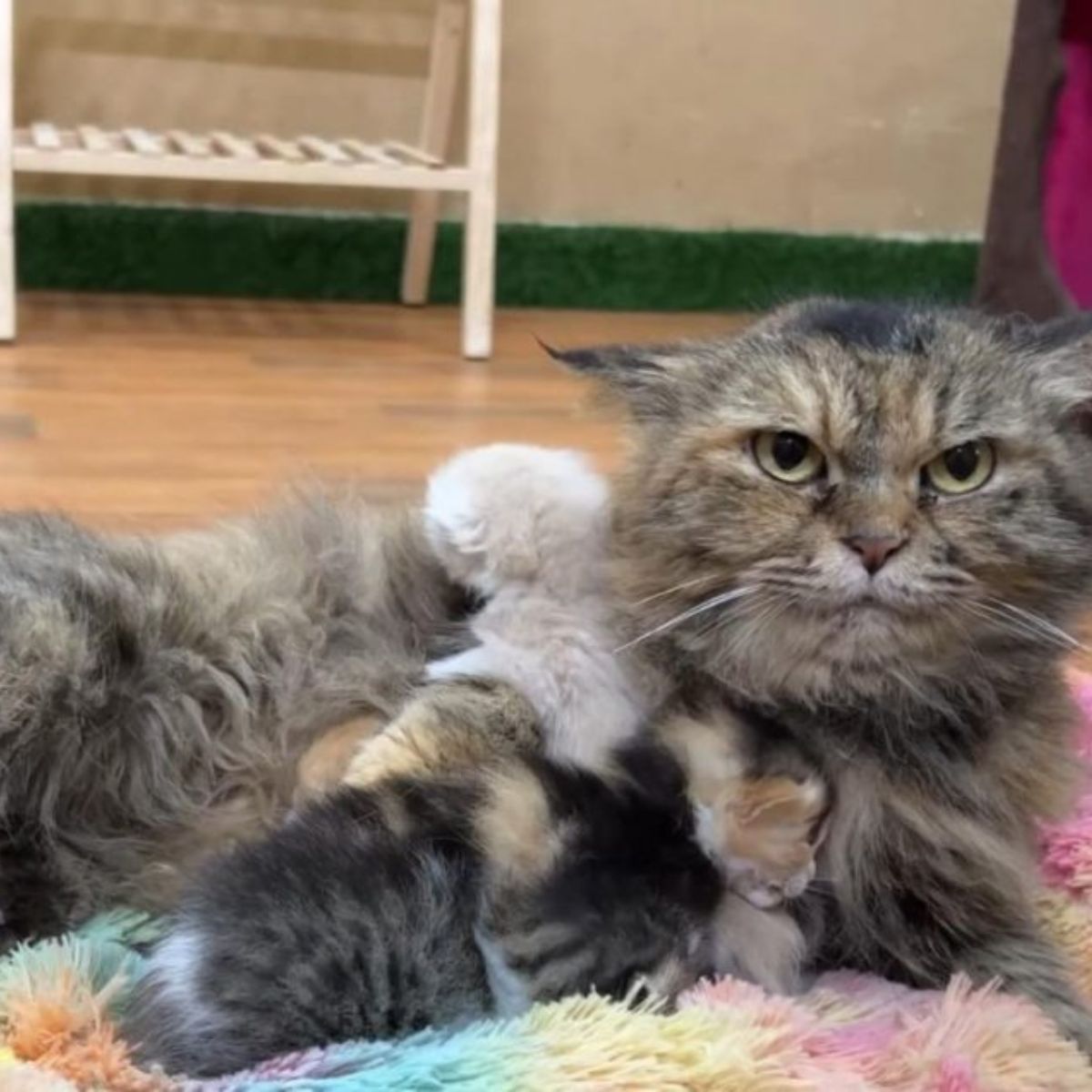 cat lying with kittens